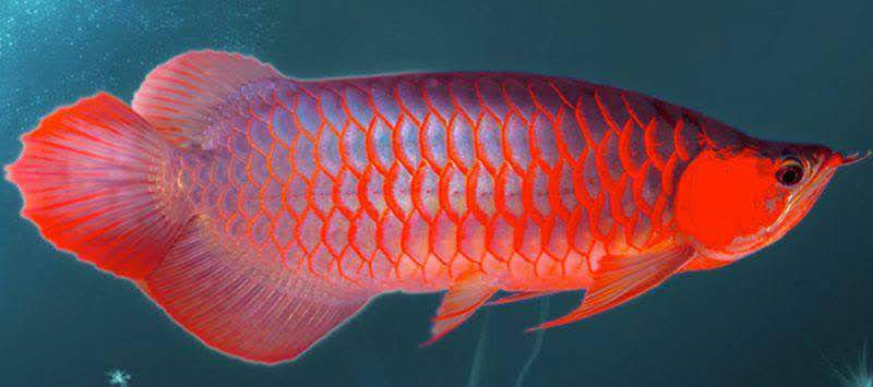 pusat arowana arwana surabaya_1