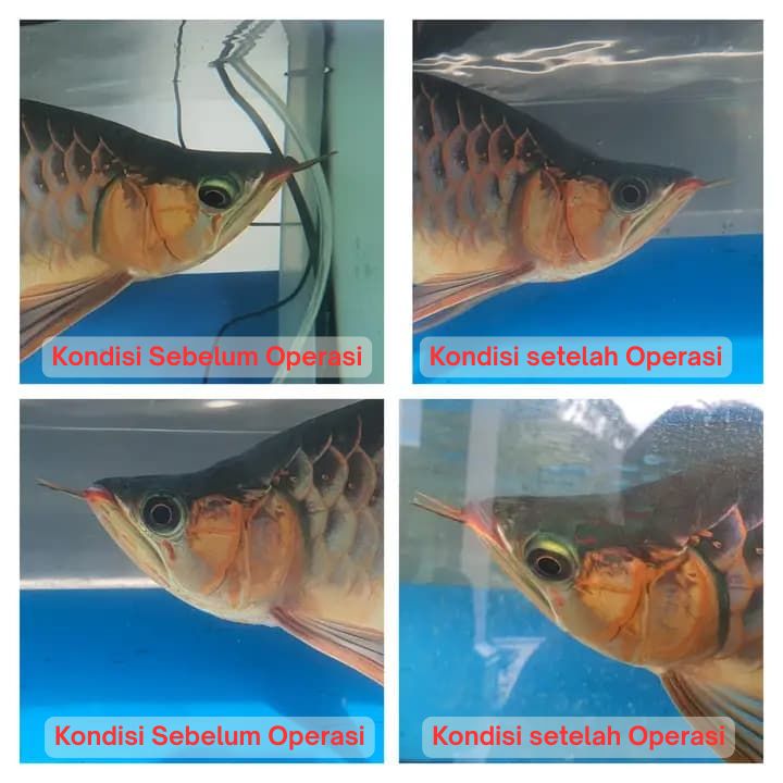 Operasi Kecantikan Arowana operasi kecantikan ikan arowana arwana 1