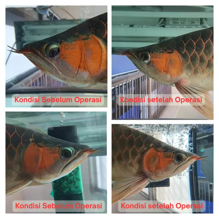 Operasi Kecantikan Arowana operasi kecantikan ikan arowana arwana 10