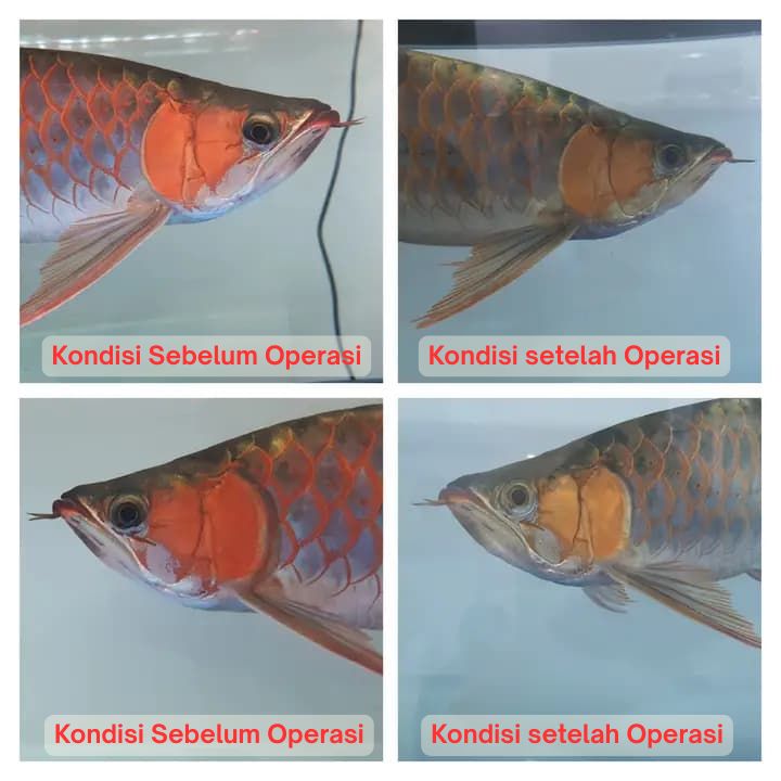 Operasi Kecantikan Arowana operasi kecantikan ikan arowana arwana 11