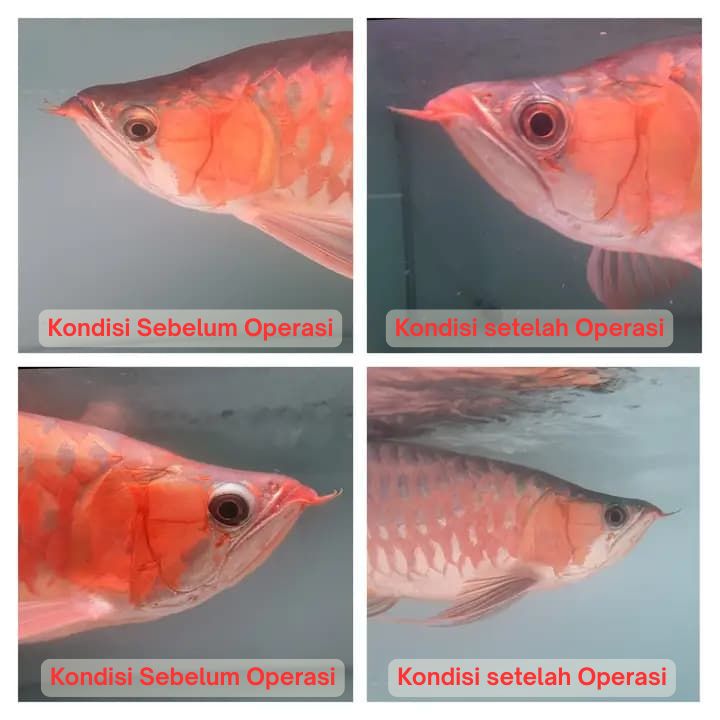 Operasi Kecantikan Arowana operasi kecantikan ikan arowana arwana 12