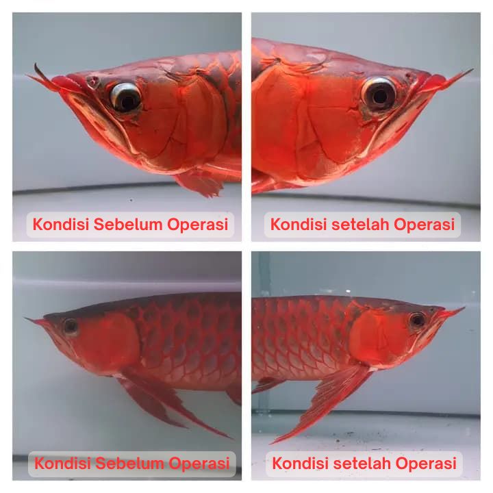 Operasi Kecantikan Arowana operasi kecantikan ikan arowana arwana 13