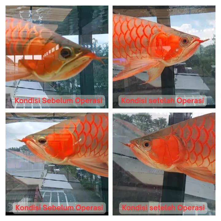 Operasi Kecantikan Arowana operasi kecantikan ikan arowana arwana 14