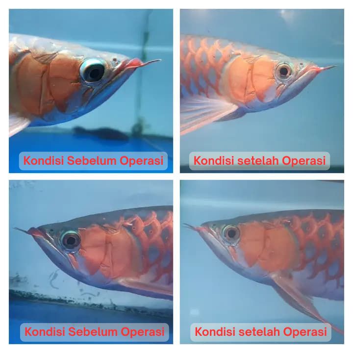 Operasi Kecantikan Arowana operasi kecantikan ikan arowana arwana 15