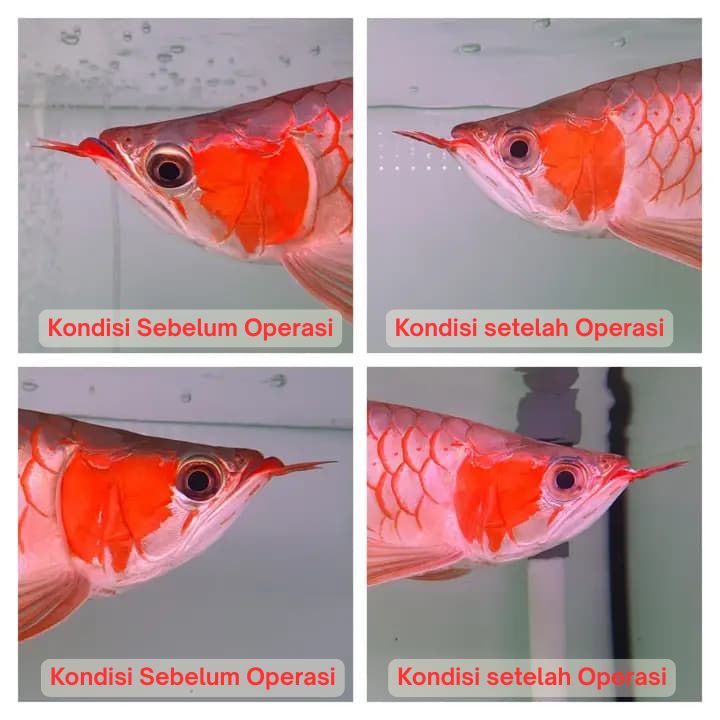 Operasi Kecantikan Arowana operasi kecantikan ikan arowana arwana 16