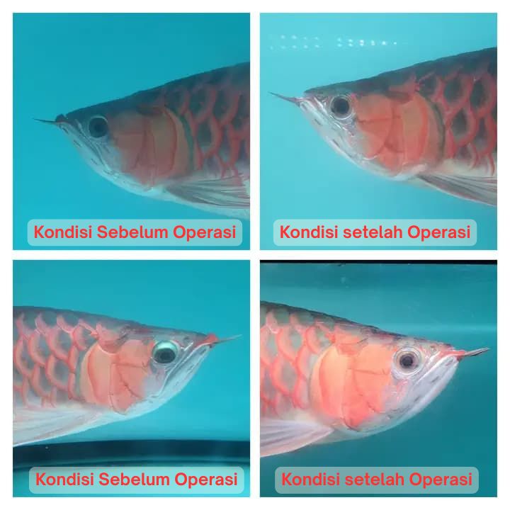 Operasi Kecantikan Arowana operasi kecantikan ikan arowana arwana 17
