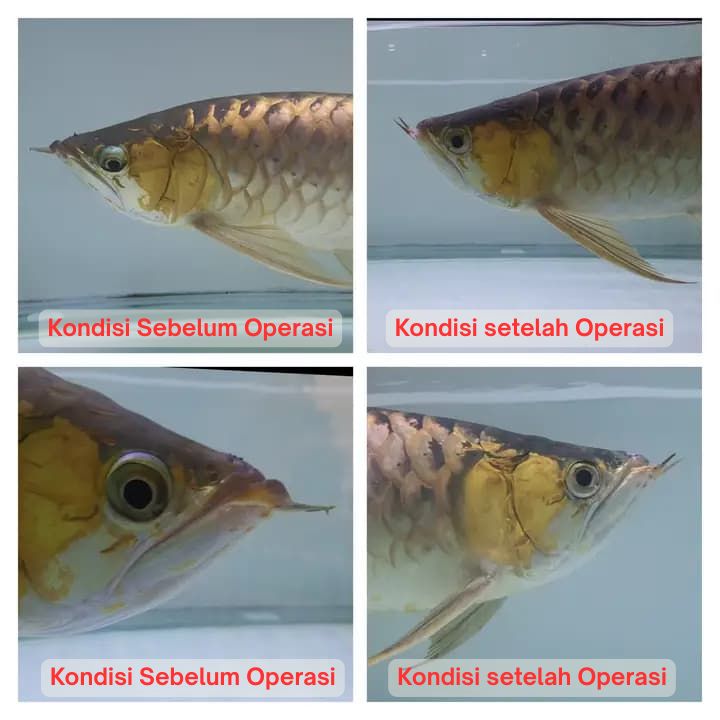 Operasi Kecantikan Arowana operasi kecantikan ikan arowana arwana 18