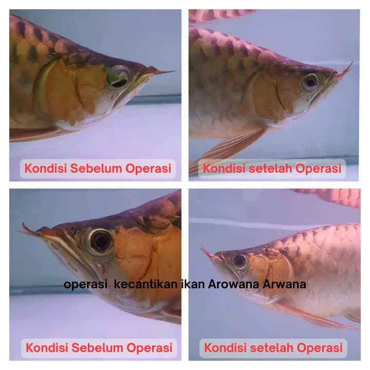 Operasi Kecantikan Arowana operasi kecantikan ikan arowana arwana 19