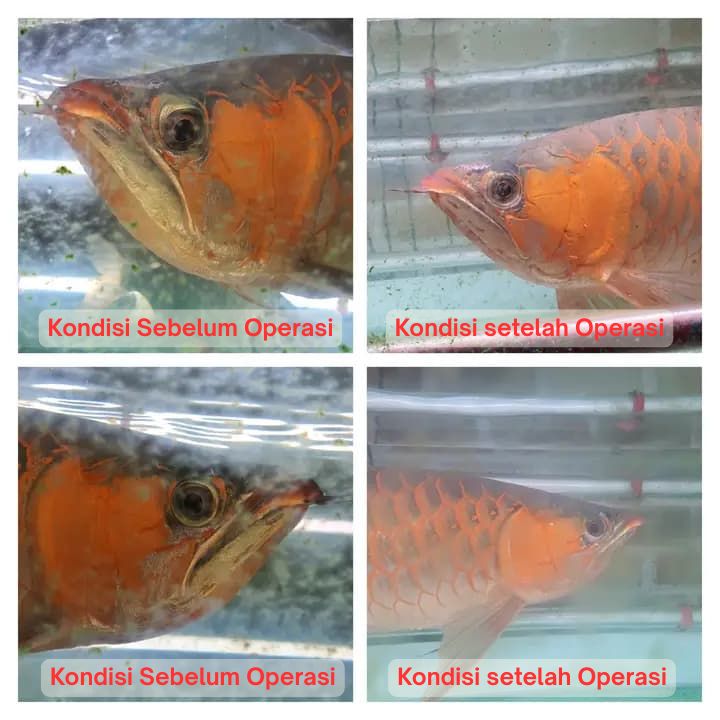 Operasi Kecantikan Arowana operasi kecantikan ikan arowana arwana 2