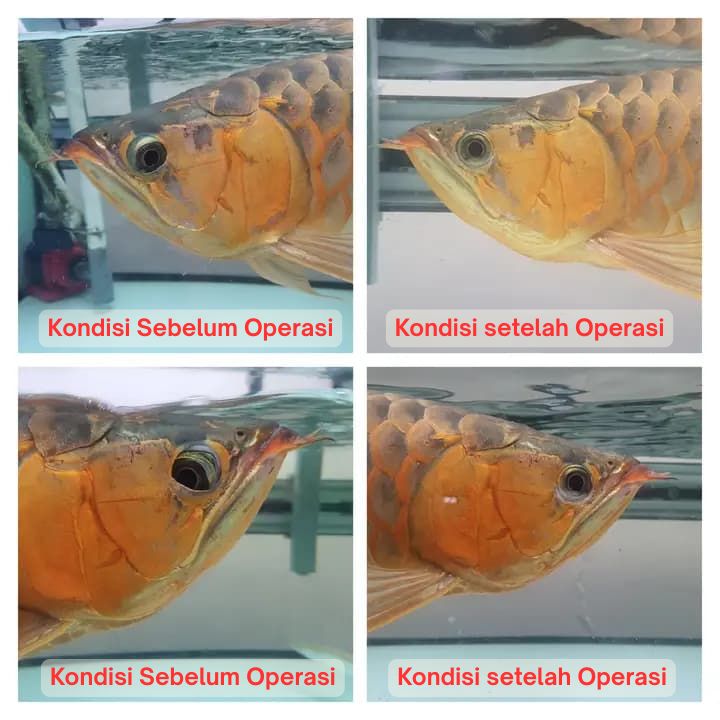 Operasi Kecantikan Arowana operasi kecantikan ikan arowana arwana 20