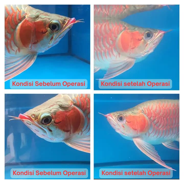 Operasi Kecantikan Arowana operasi kecantikan ikan arowana arwana 21