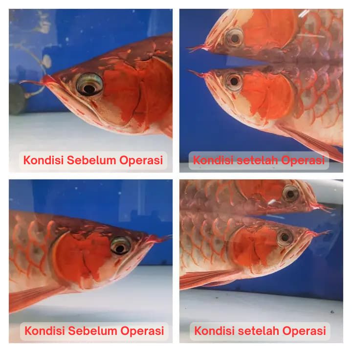Operasi Kecantikan Arowana operasi kecantikan ikan arowana arwana 22