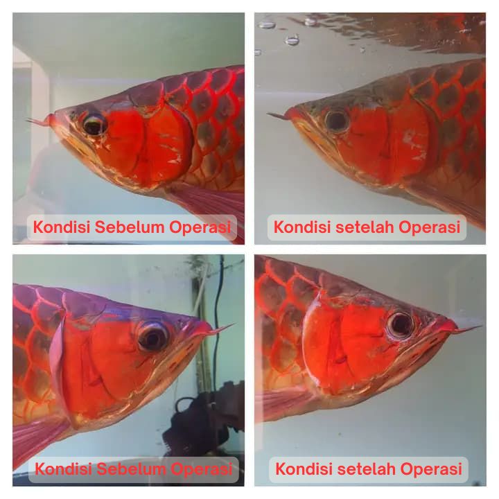 Operasi Kecantikan Arowana operasi kecantikan ikan arowana arwana 23