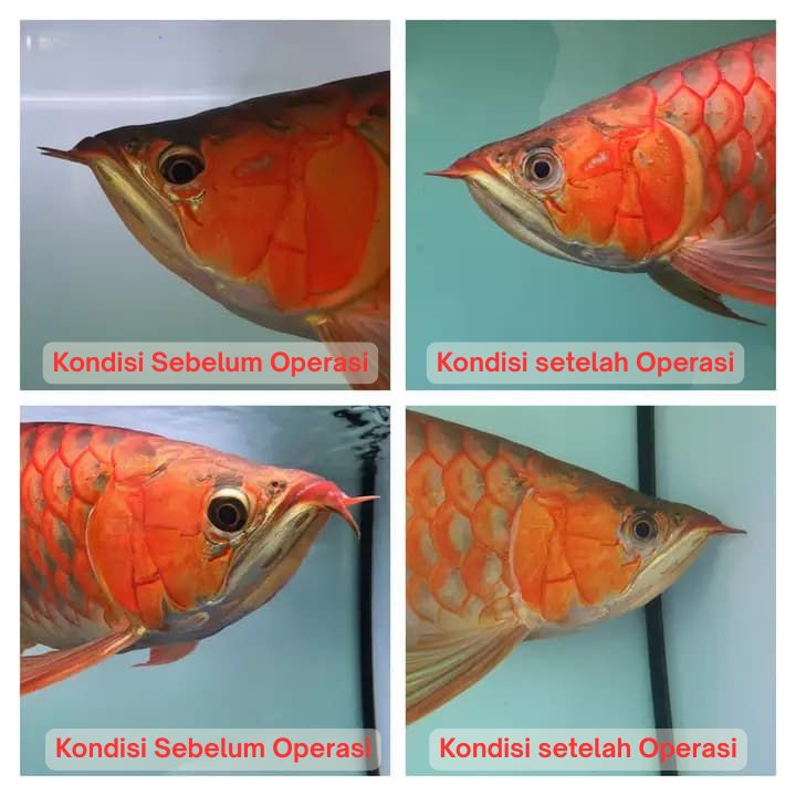 Operasi Kecantikan Arowana operasi kecantikan ikan arowana arwana 24