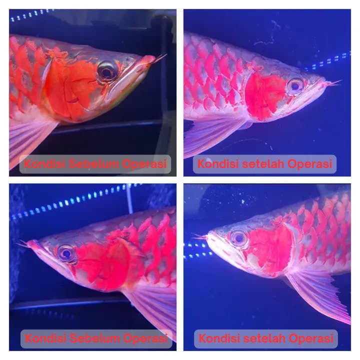 Operasi Kecantikan Arowana operasi kecantikan ikan arowana arwana 25