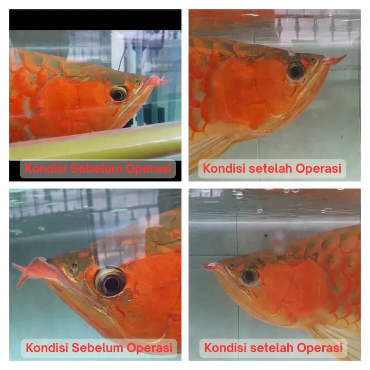 Operasi Kecantikan Arowana operasi kecantikan ikan arowana arwana 3