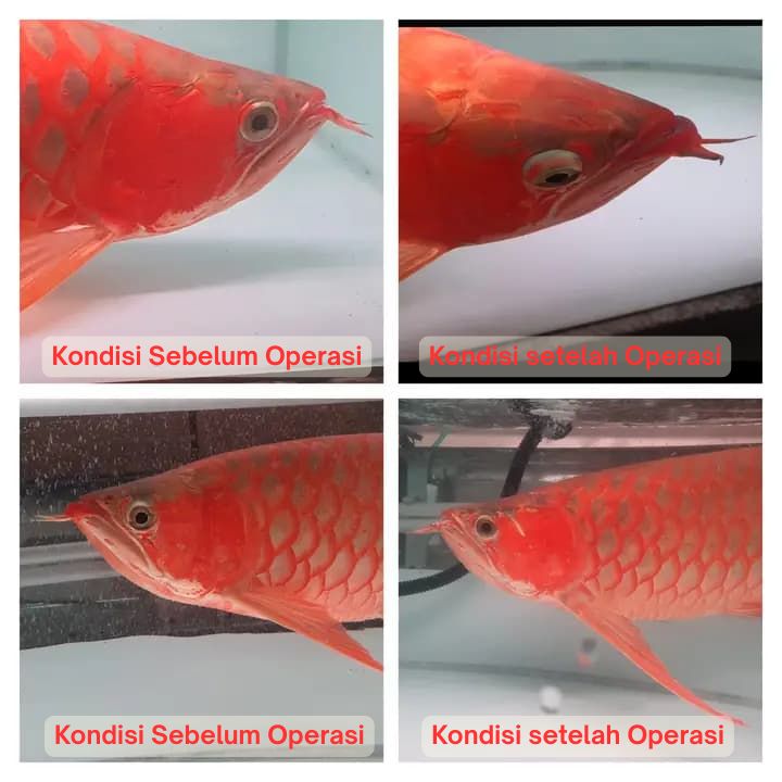 Operasi Kecantikan Arowana operasi kecantikan ikan arowana arwana 4