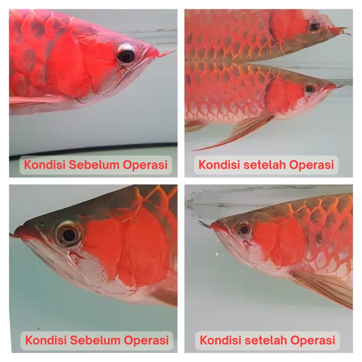 Operasi Kecantikan Arowana operasi kecantikan ikan arowana arwana 5