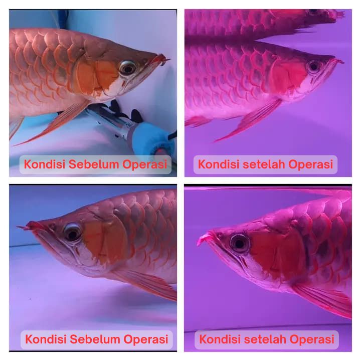 Operasi Kecantikan Arowana operasi kecantikan ikan arowana arwana 6