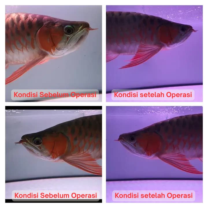 Operasi Kecantikan Arowana operasi kecantikan ikan arowana arwana 7