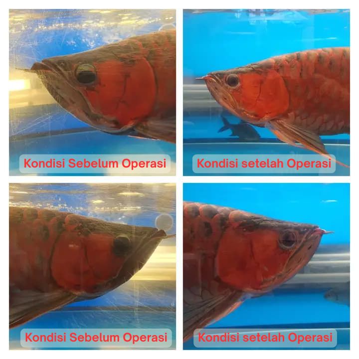 Operasi Kecantikan Arowana operasi kecantikan ikan arowana arwana 8