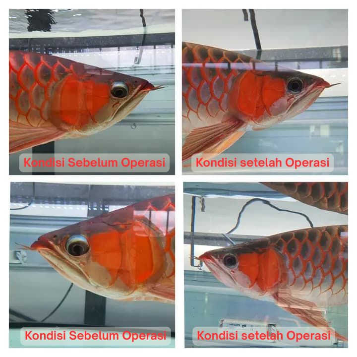 Operasi Kecantikan Arowana operasi kecantikan ikan arowana arwana 9